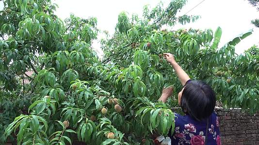 4K桃树挂果采摘桃子农家视频的预览图
