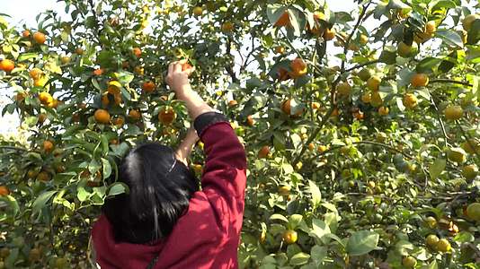 4k桔子园橘子园果园采摘果子视频的预览图