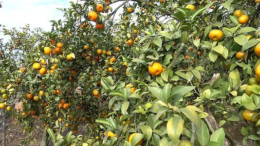 4k桔子园橘子园果园采摘果子篮子种植果林果实累累视频的预览图