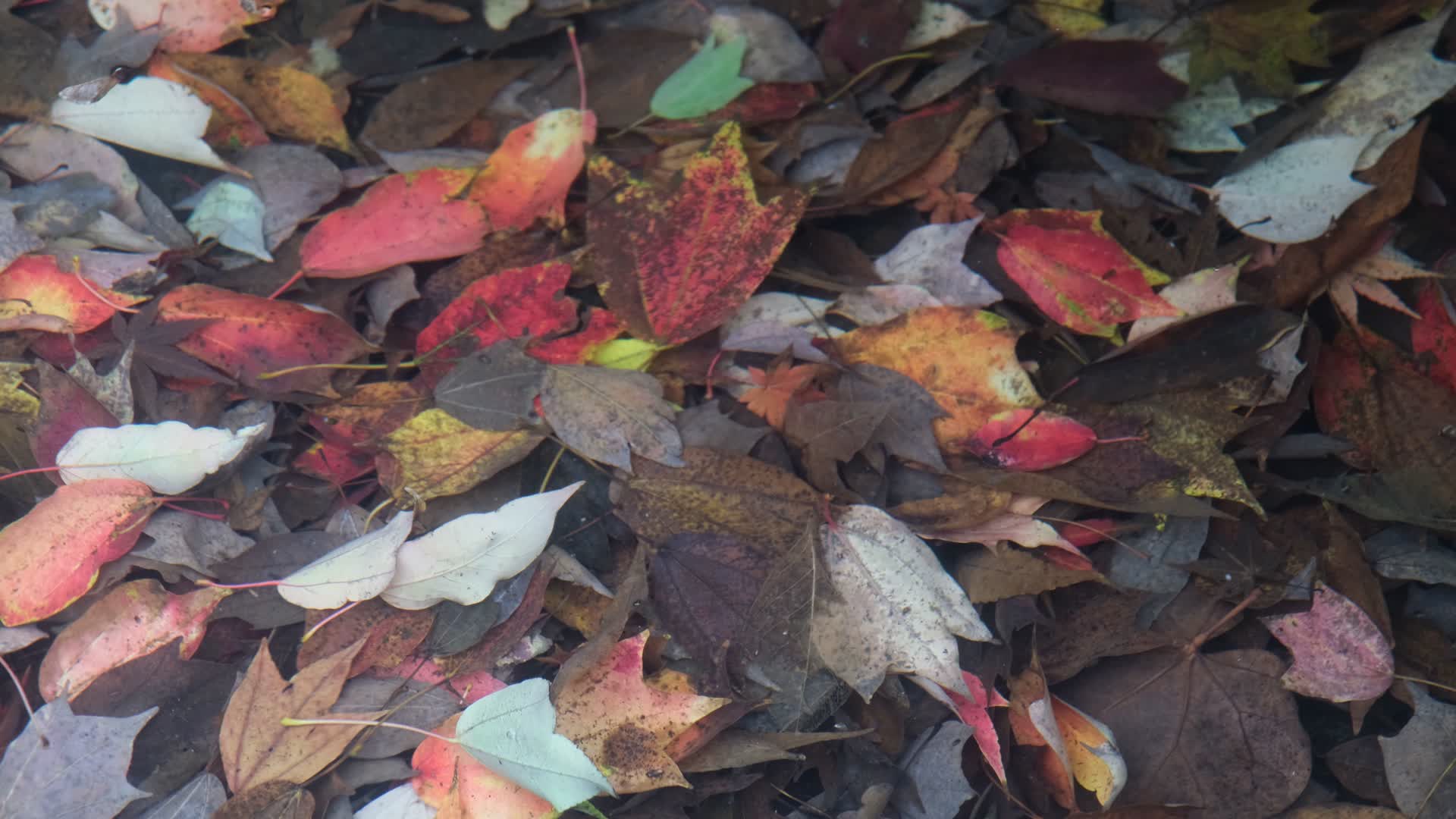 秋天小溪中五彩斑斓的落叶视频的预览图