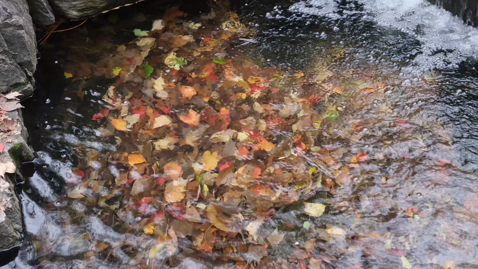秋天小溪中五彩斑斓的落叶视频的预览图