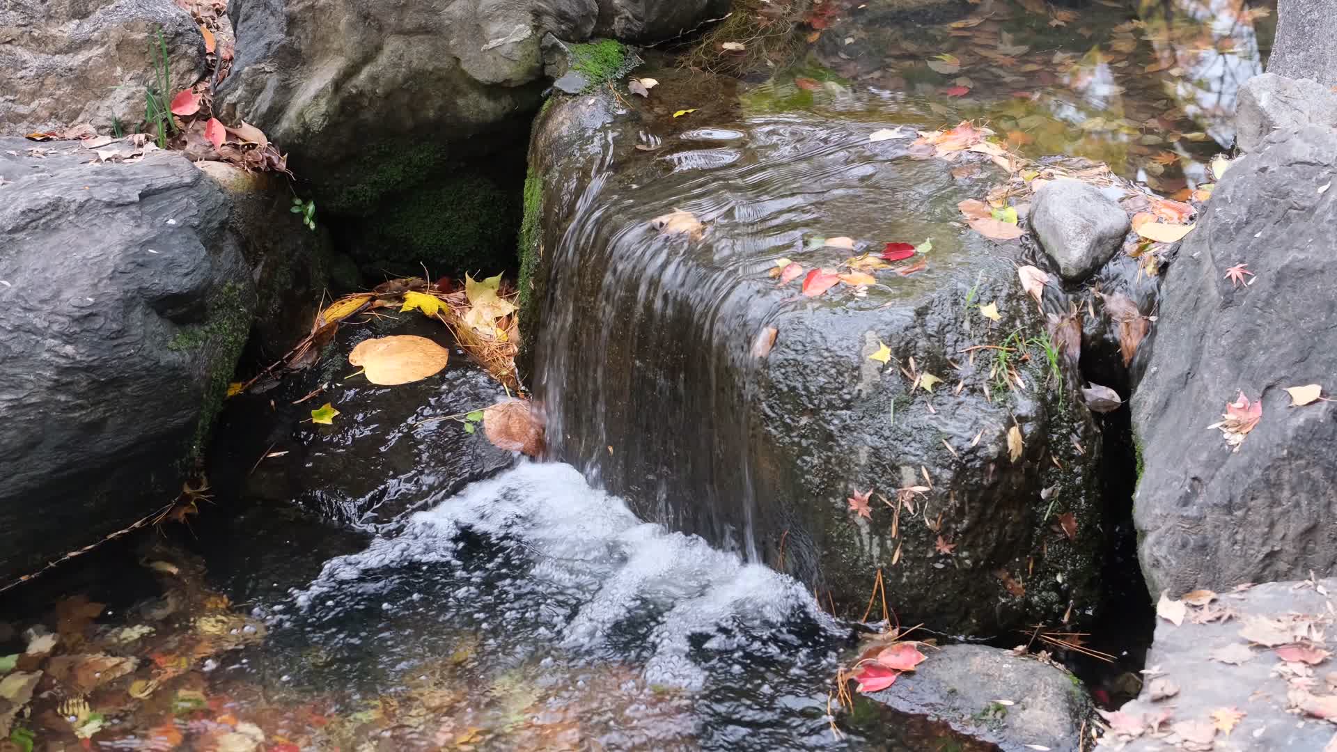 秋天的小溪视频的预览图