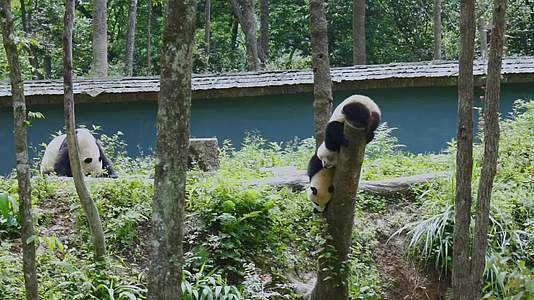 雅安碧峰峡熊猫基地的幼年大熊猫在树干玩耍视频的预览图