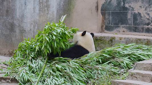 雅安碧峰峡熊猫基地的大熊猫在吃竹子视频的预览图