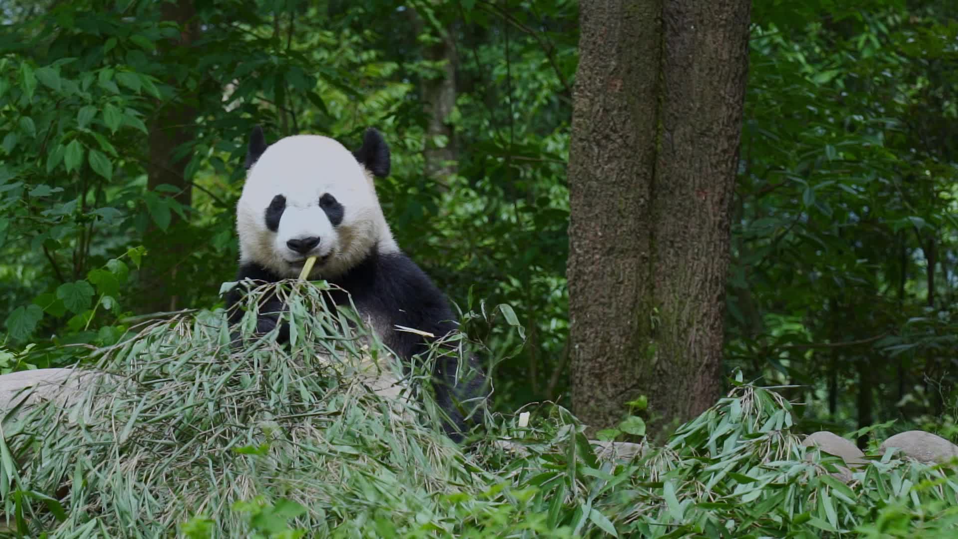 雅安碧峰峡熊猫基地的大熊猫在吃竹子视频的预览图