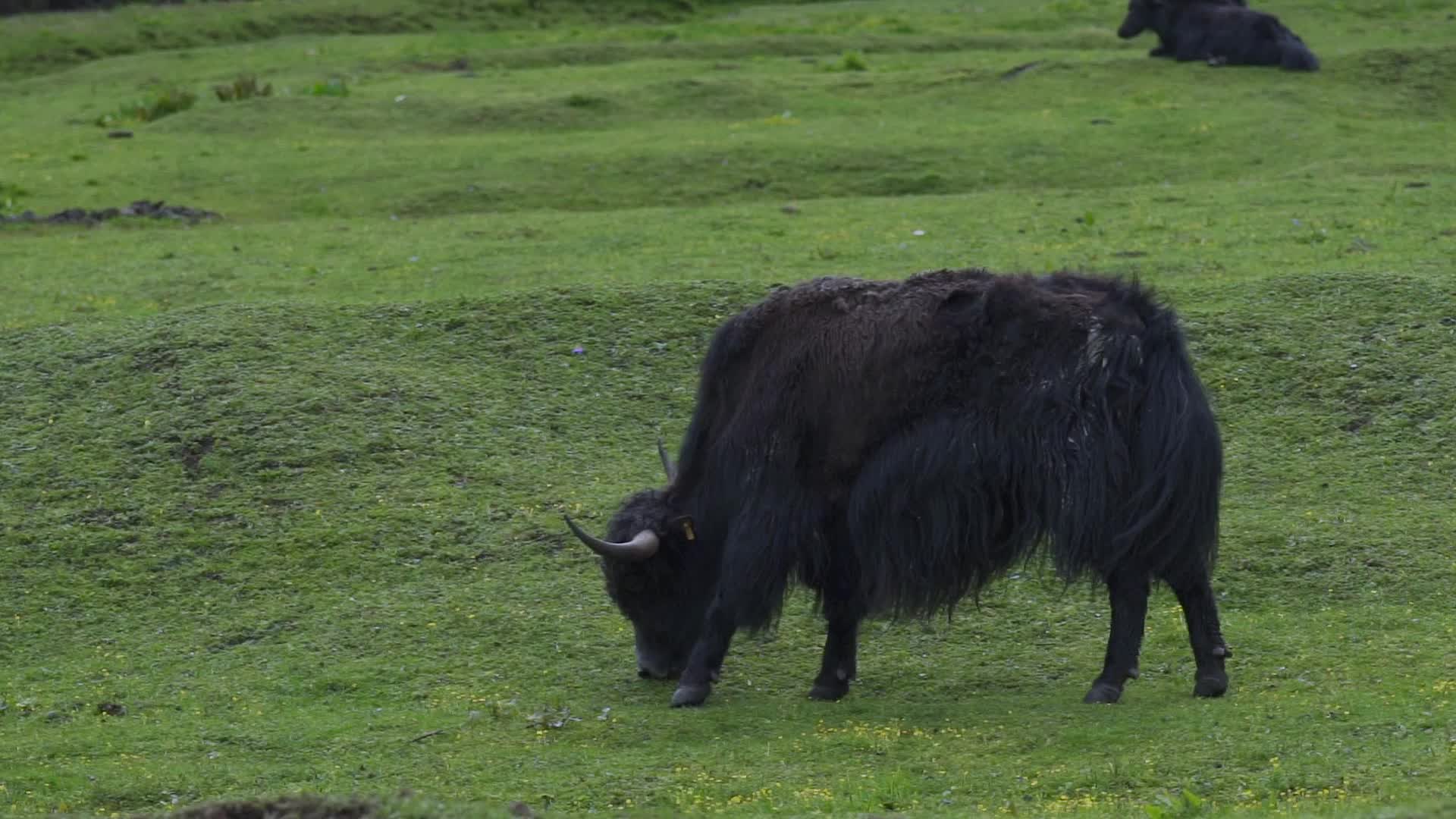 草坪上吃草的牦牛视频的预览图