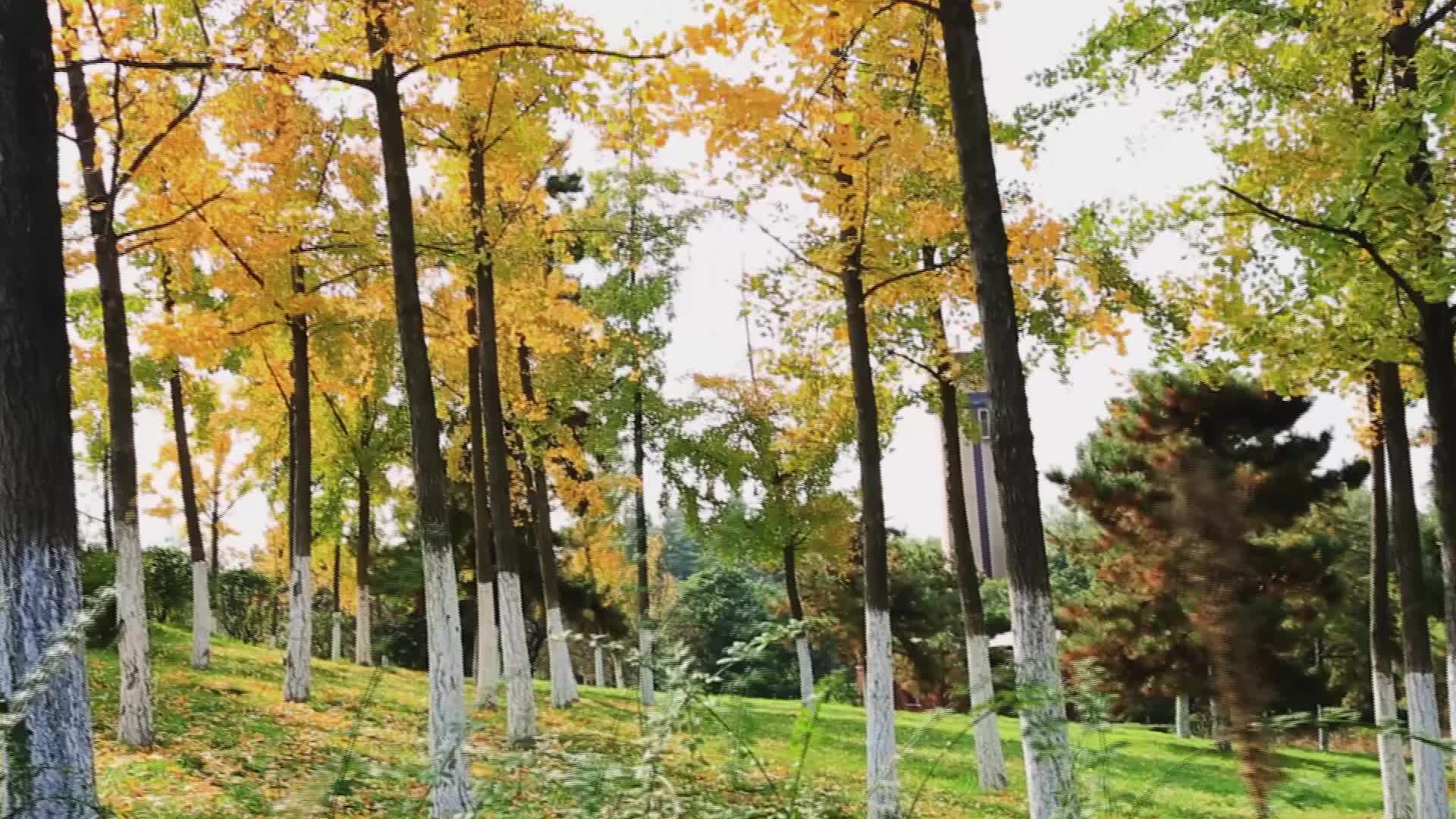 秋天落叶合集视频的预览图