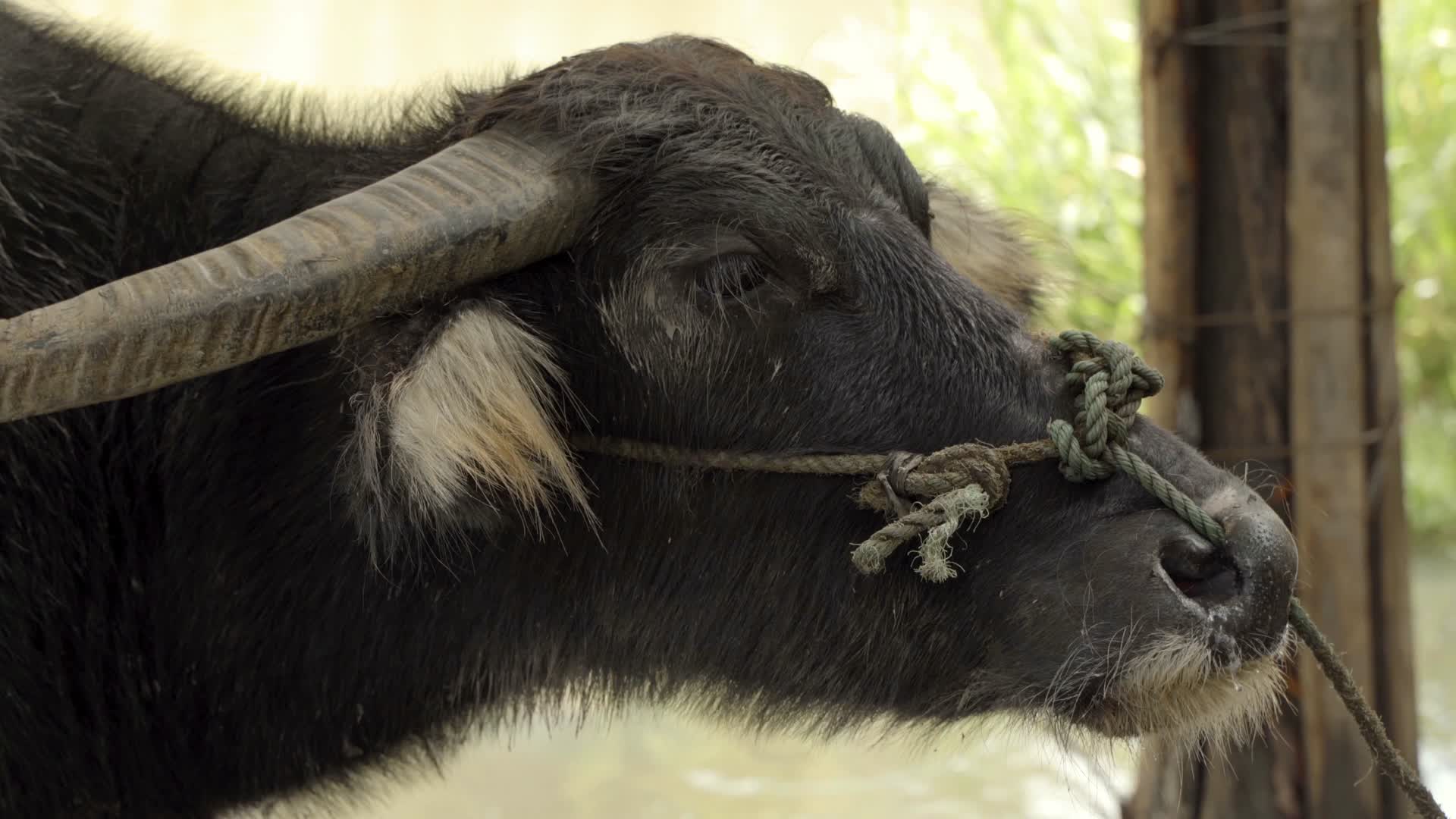 家养牲畜牦牛4K视频视频的预览图