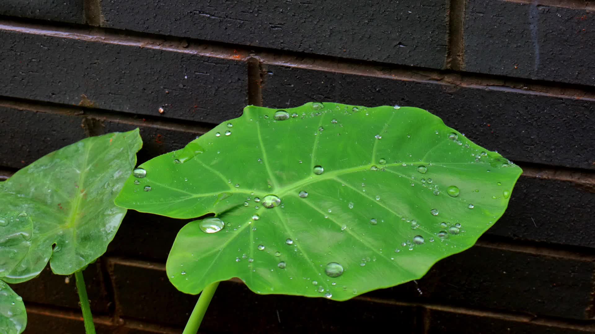 叶子上的雨滴视频的预览图