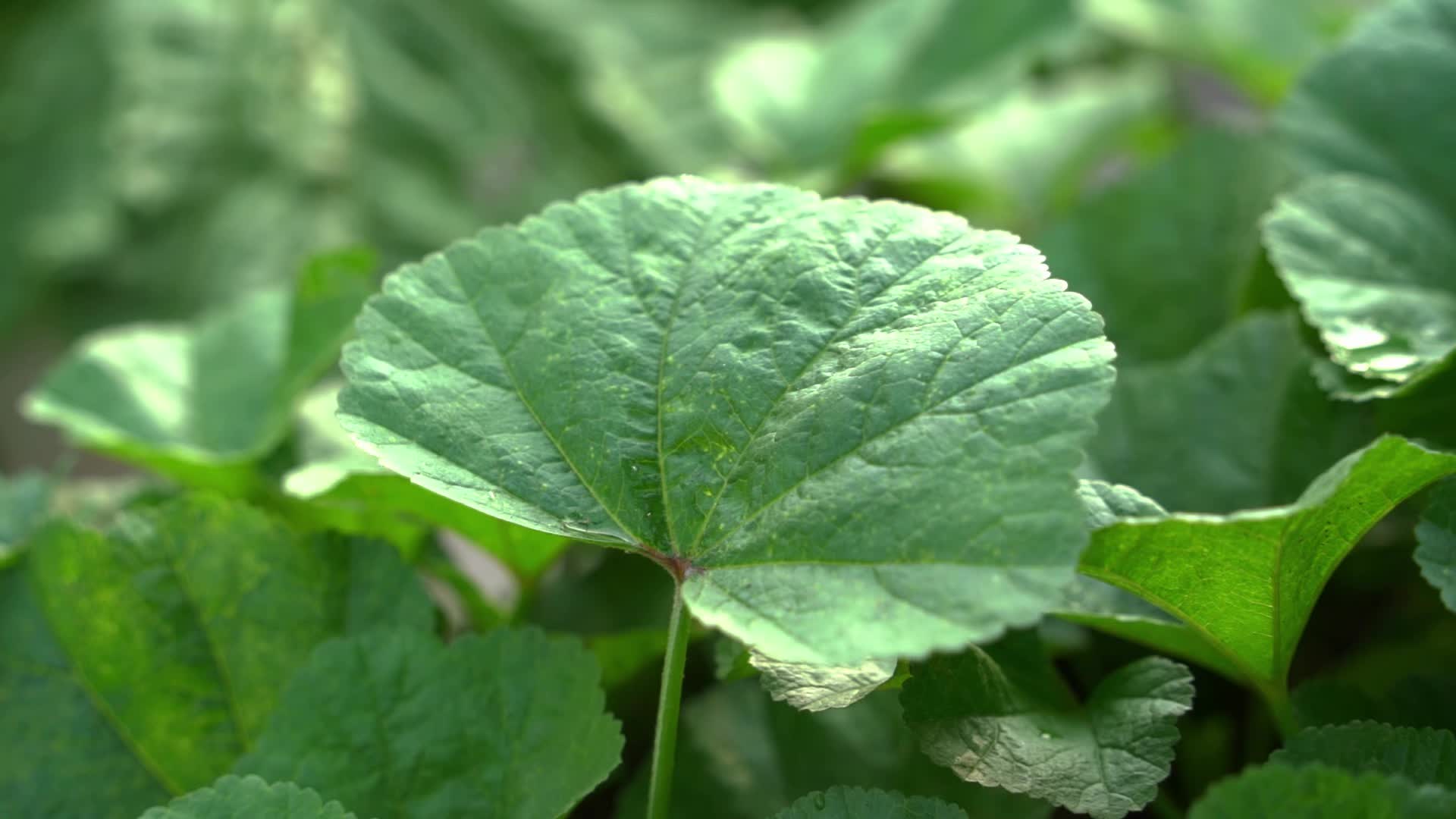 合集慢镜头唯美雨滴落在绿色植物叶片上视频的预览图