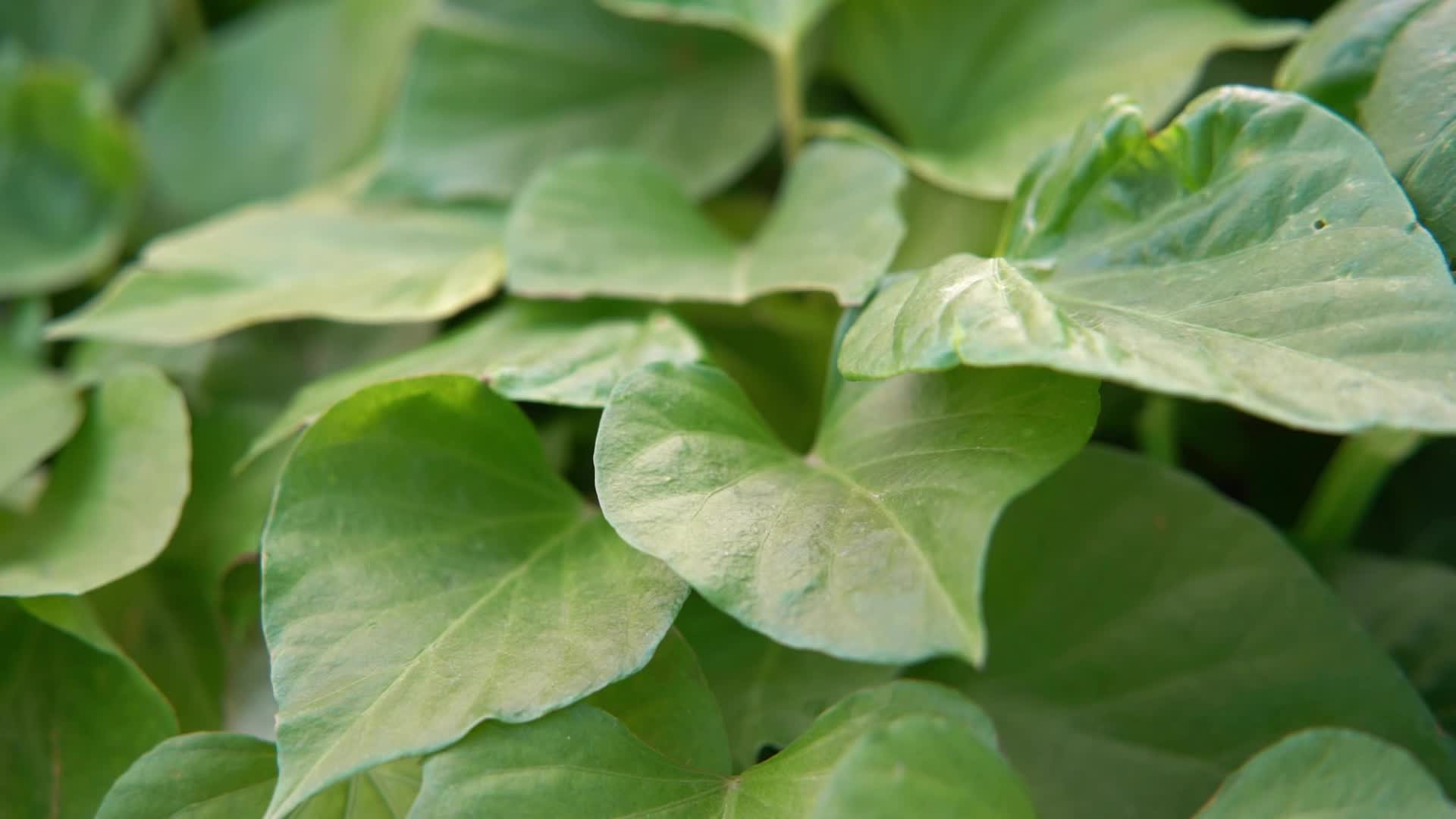 合集4K雨滴落在成熟的绿色蔬菜叶片上视频的预览图