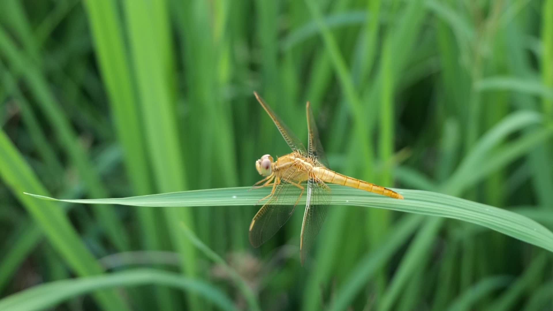 禾苗上的蜻蜓视频的预览图