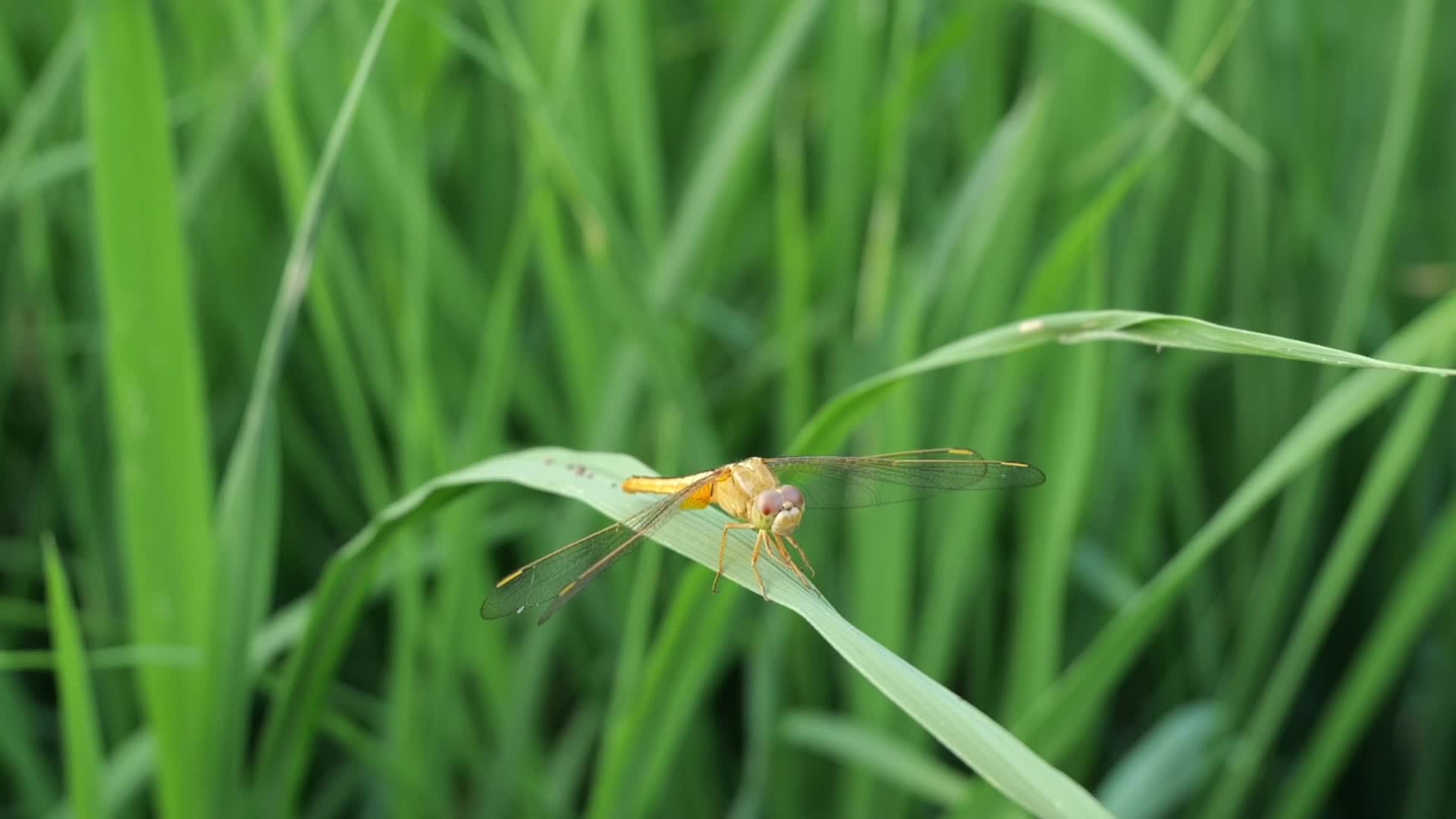 禾苗上的蜻蜓视频的预览图