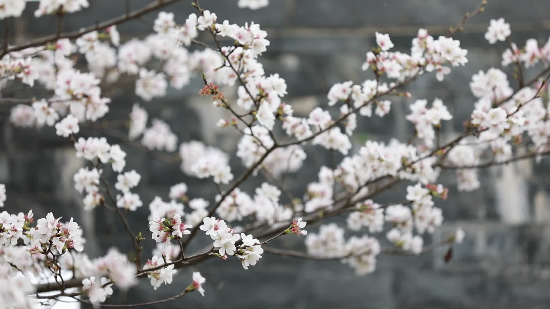 白色樱花视频的预览图