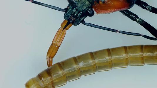 害虫生物防治叉角厉蝽捕食黄粉虫特写视频的预览图