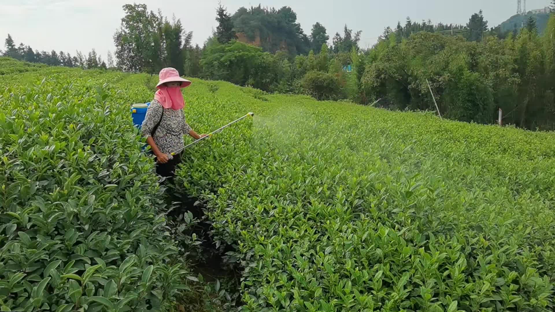 三农阳光下农民茶园茶树打药喷药实拍视频的预览图