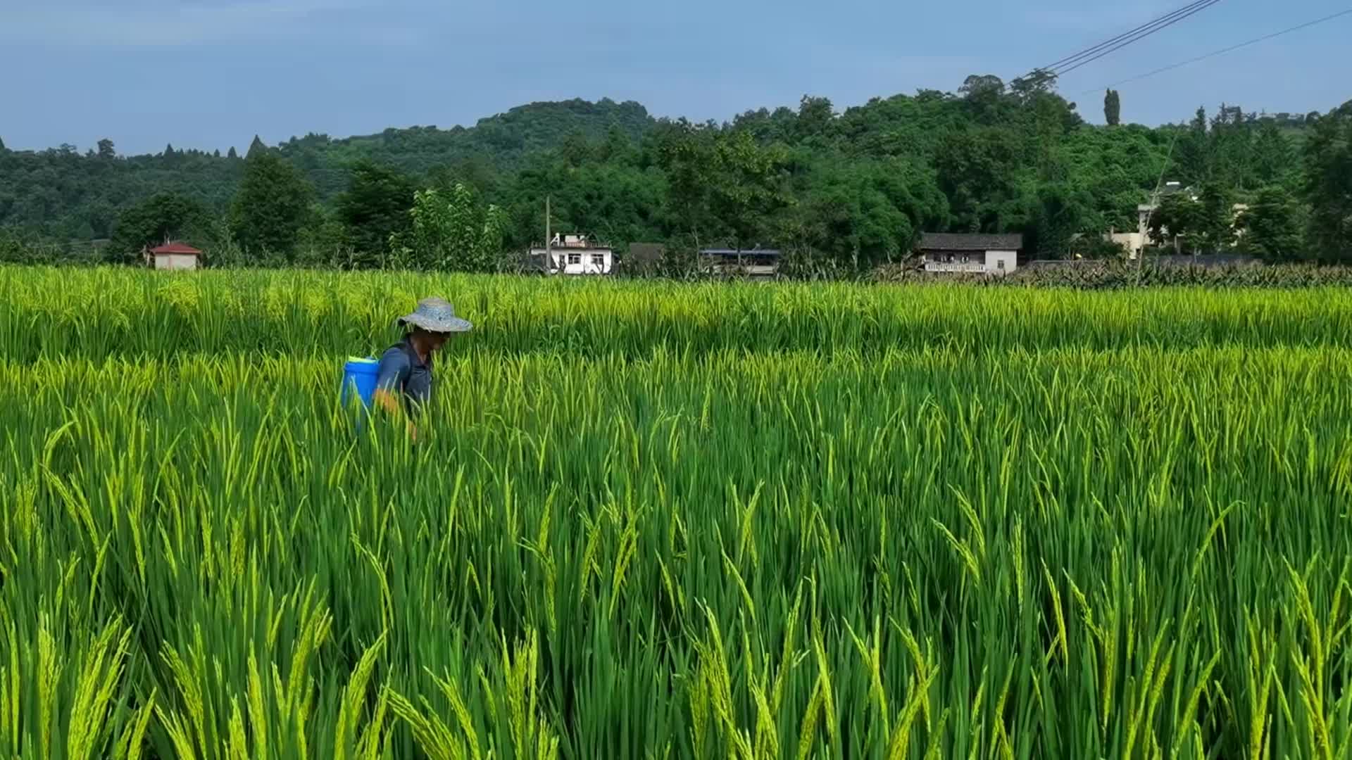 三农夏天农民水稻田打药喷药实拍视频的预览图