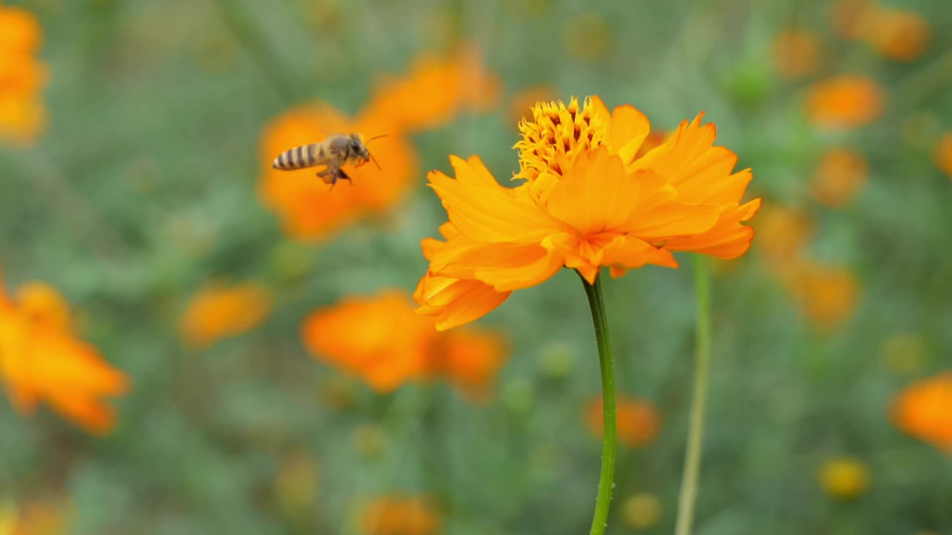 格桑花蜜蜂采蜜视频的预览图