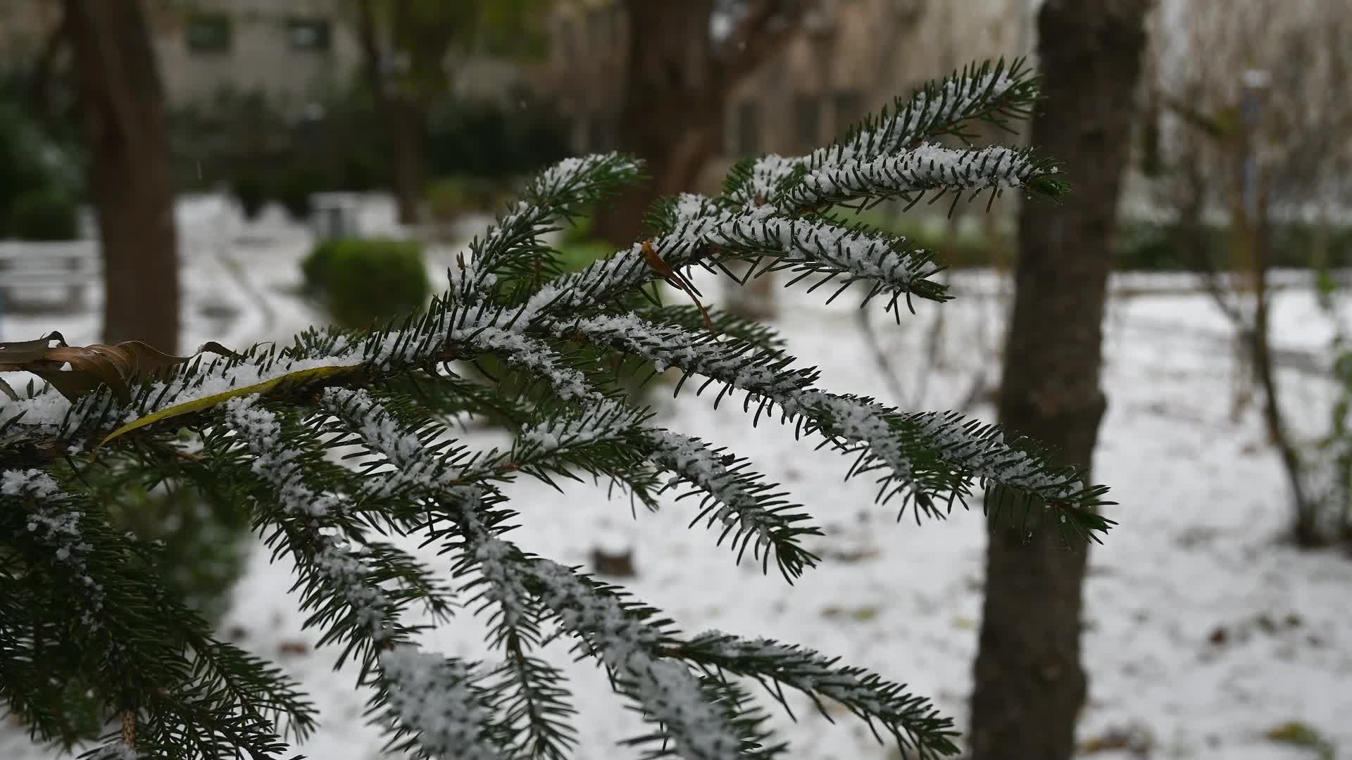 冬天初雪大雪纷飞雪花落满了松树枝头视频的预览图