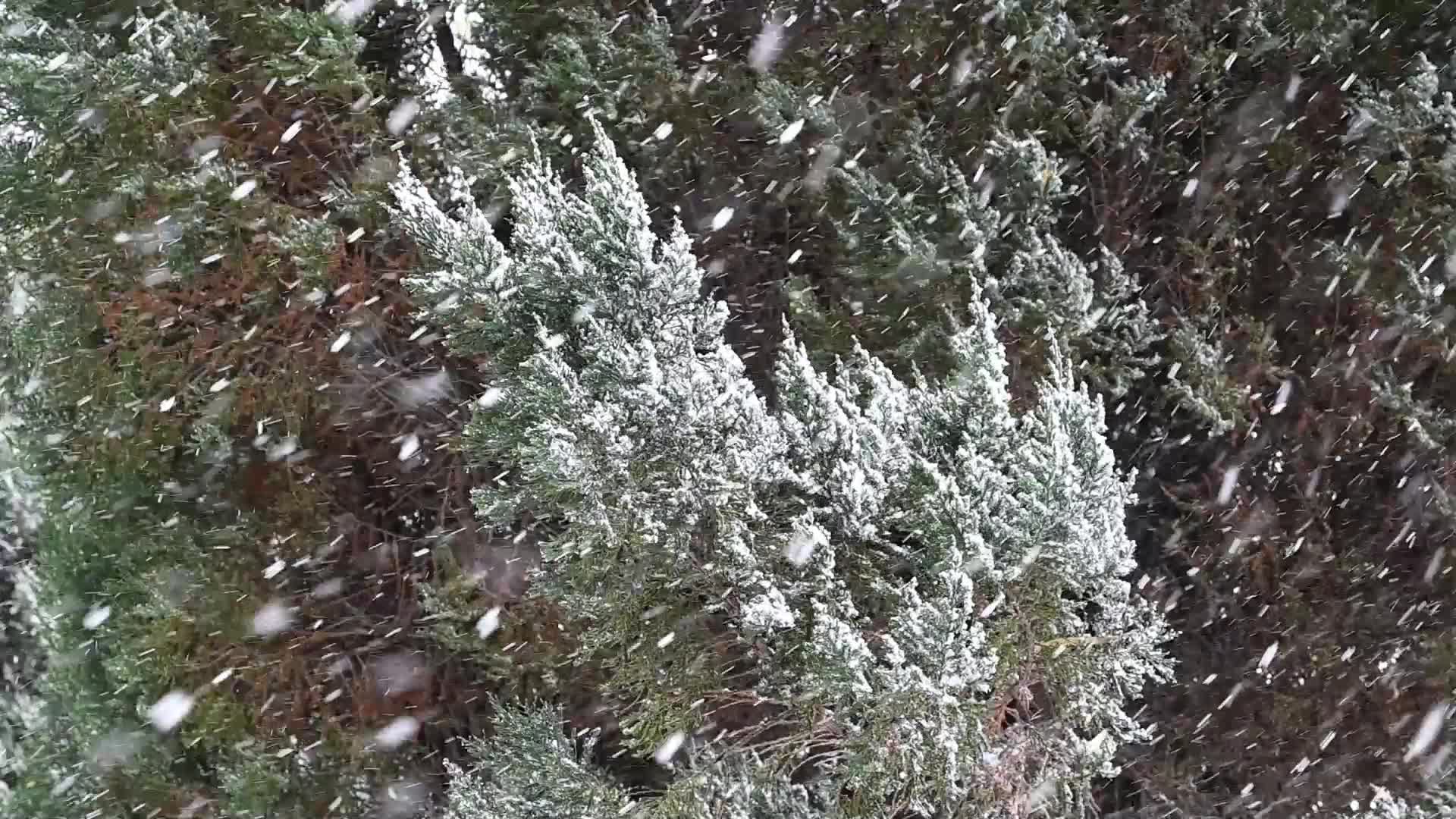 冬天初雪大雪纷飞视频的预览图