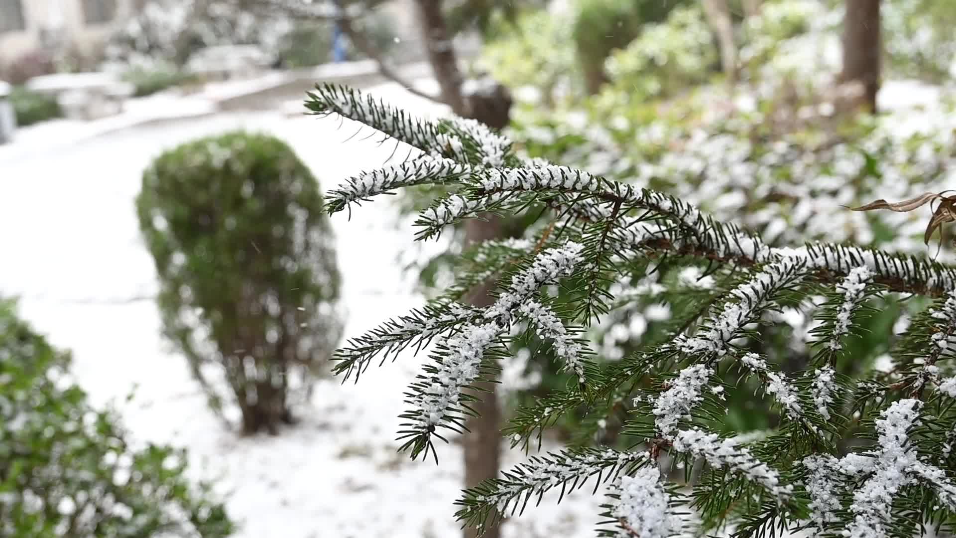 冬天初雪大雪纷飞雪花落满了松树枝头视频的预览图