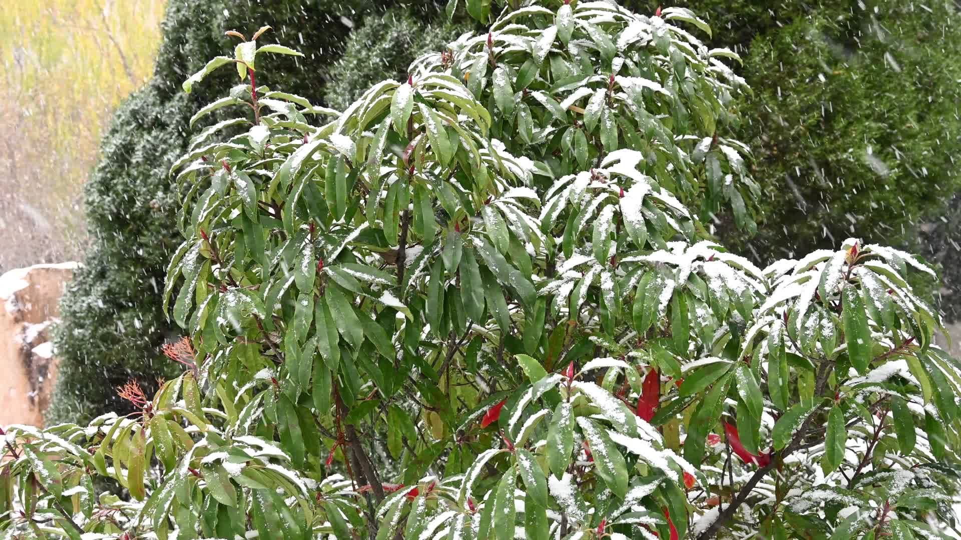 冬天初雪雪花落满了植物视频的预览图