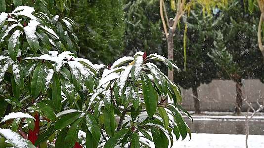 冬天初雪雪花落满了植物视频的预览图