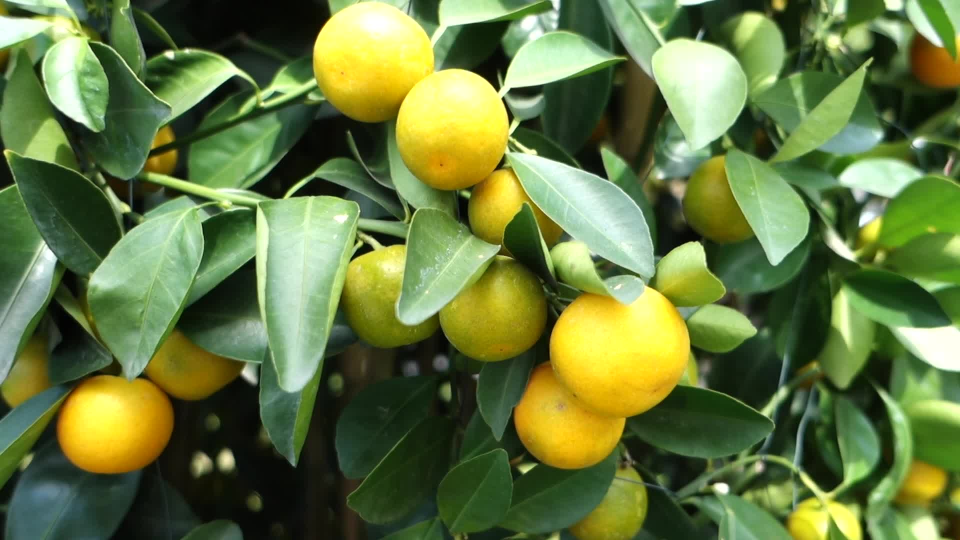 金黄橘子树砂糖橘水果果树实拍视频视频的预览图