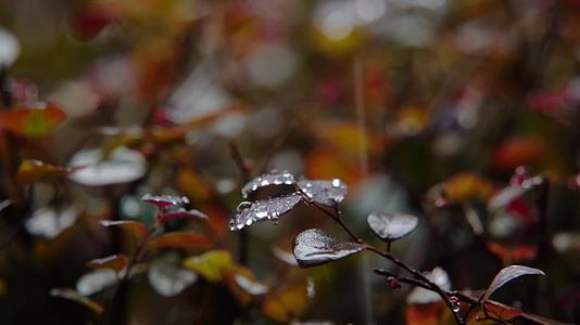 慢镜头唯美雨景森林景观雨滴落植物叶片空镜视频的预览图