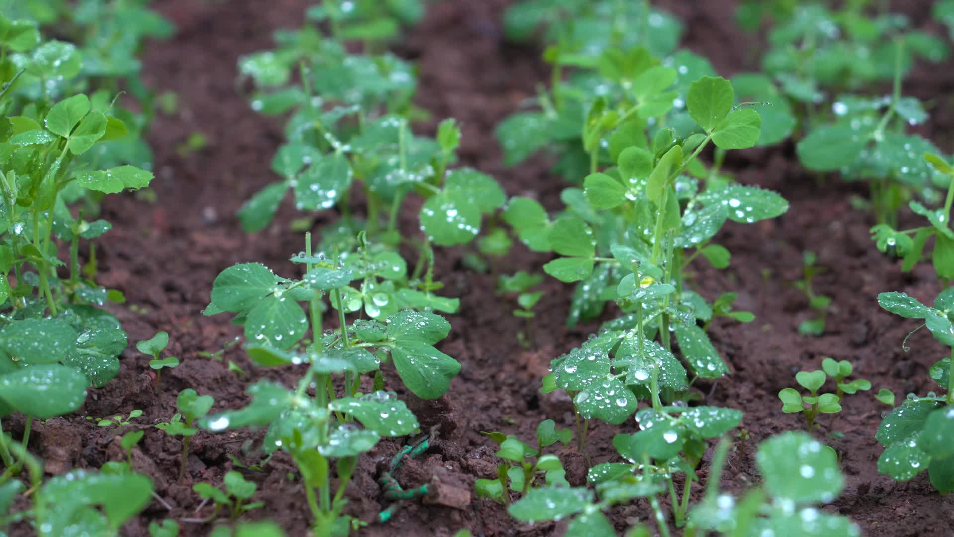 4K雨滴落在挂满露水的豌豆秧苗叶片上视频的预览图