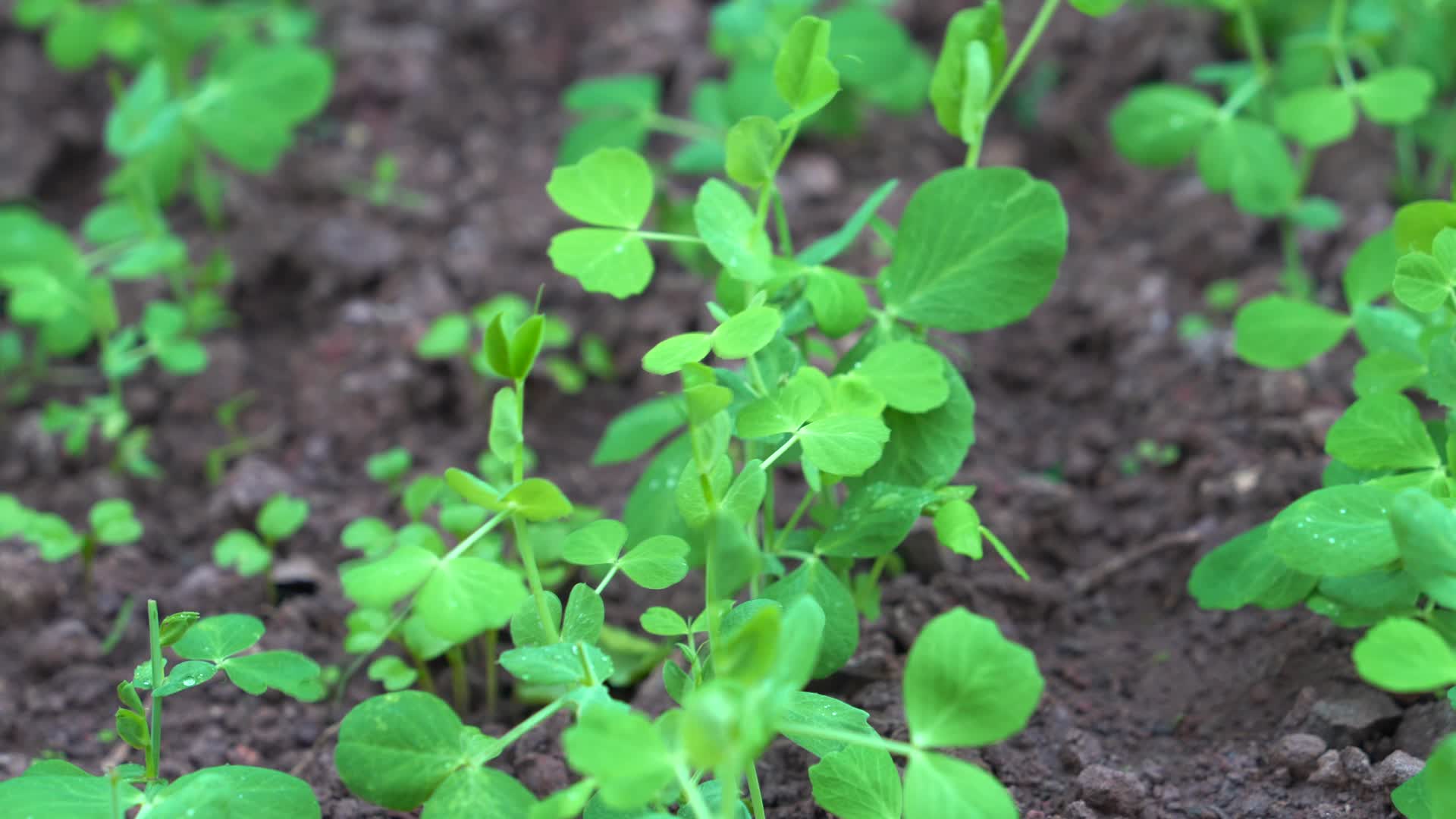 4K微风与细雨中茁壮生长的豌豆秧苗视频的预览图
