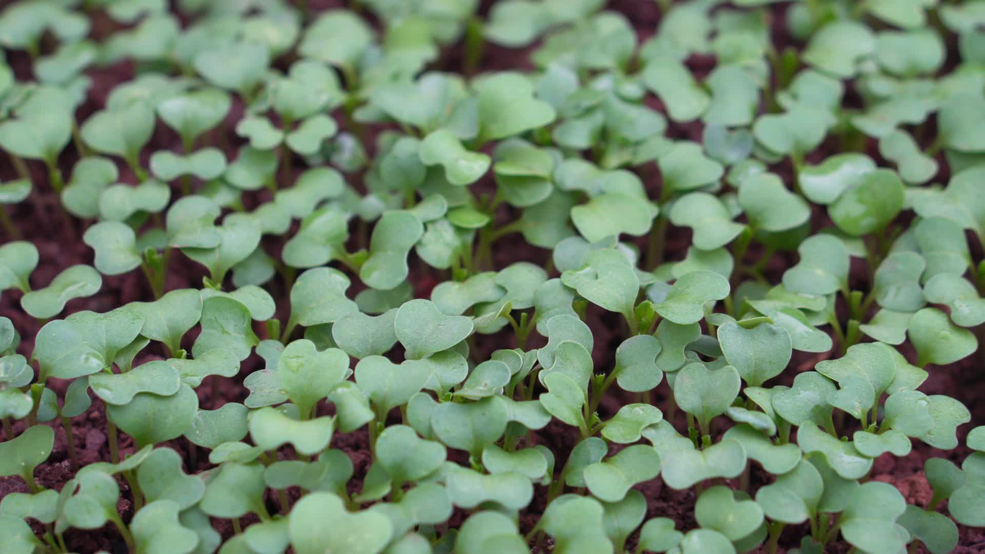 4K微风与细雨中茁壮生长的豌豆秧苗视频的预览图