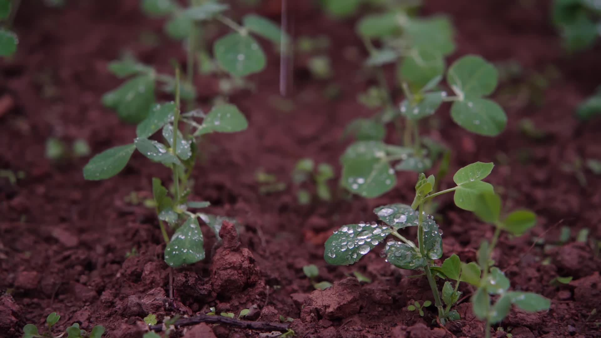 慢镜头雨滴落在红土地茁壮生长的豌豆苗上视频的预览图