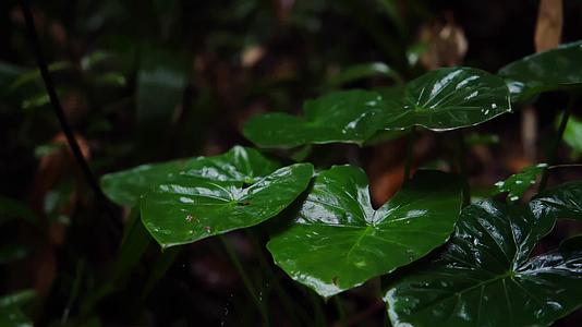 慢镜头唯美雨景森林景观雨滴落植物叶片空镜视频的预览图