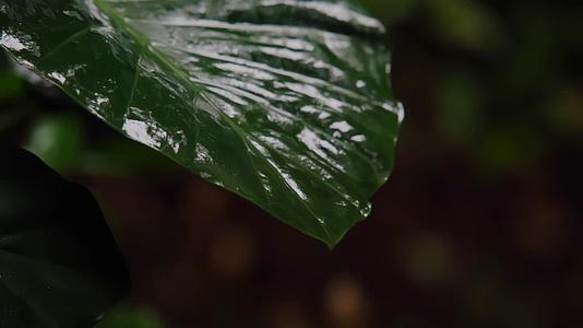 合集慢镜头雨林植物唯美意境禅意空镜视频的预览图
