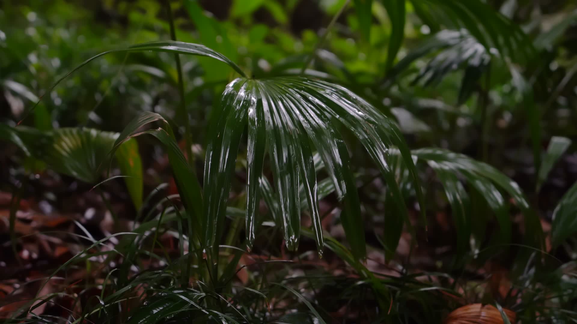 合集雨林植物唯美意境禅意空镜视频的预览图