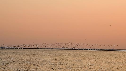 高清夕阳下鸟群沿海面飞行视频的预览图