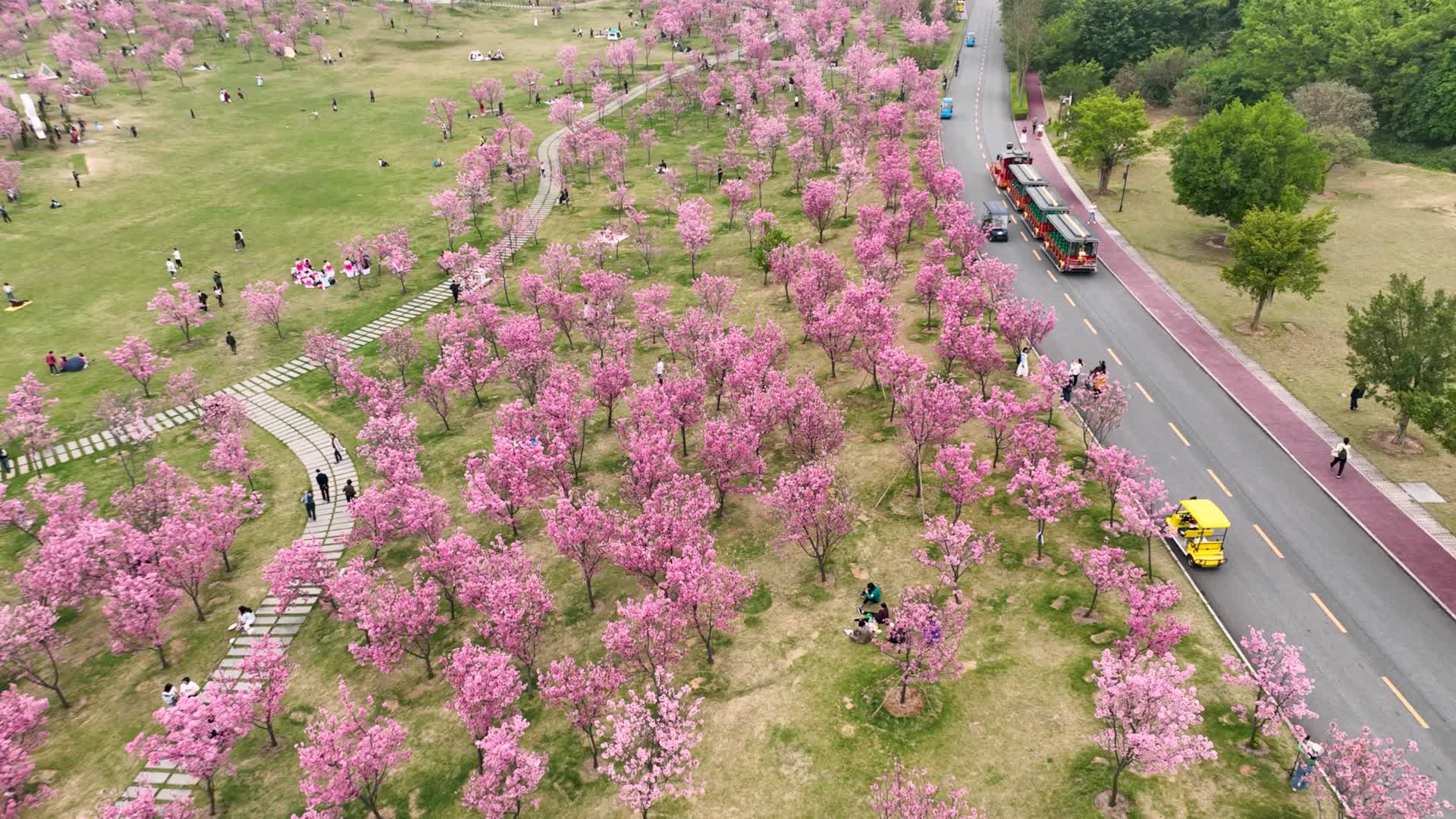 4K航拍南宁青秀山樱花视频的预览图