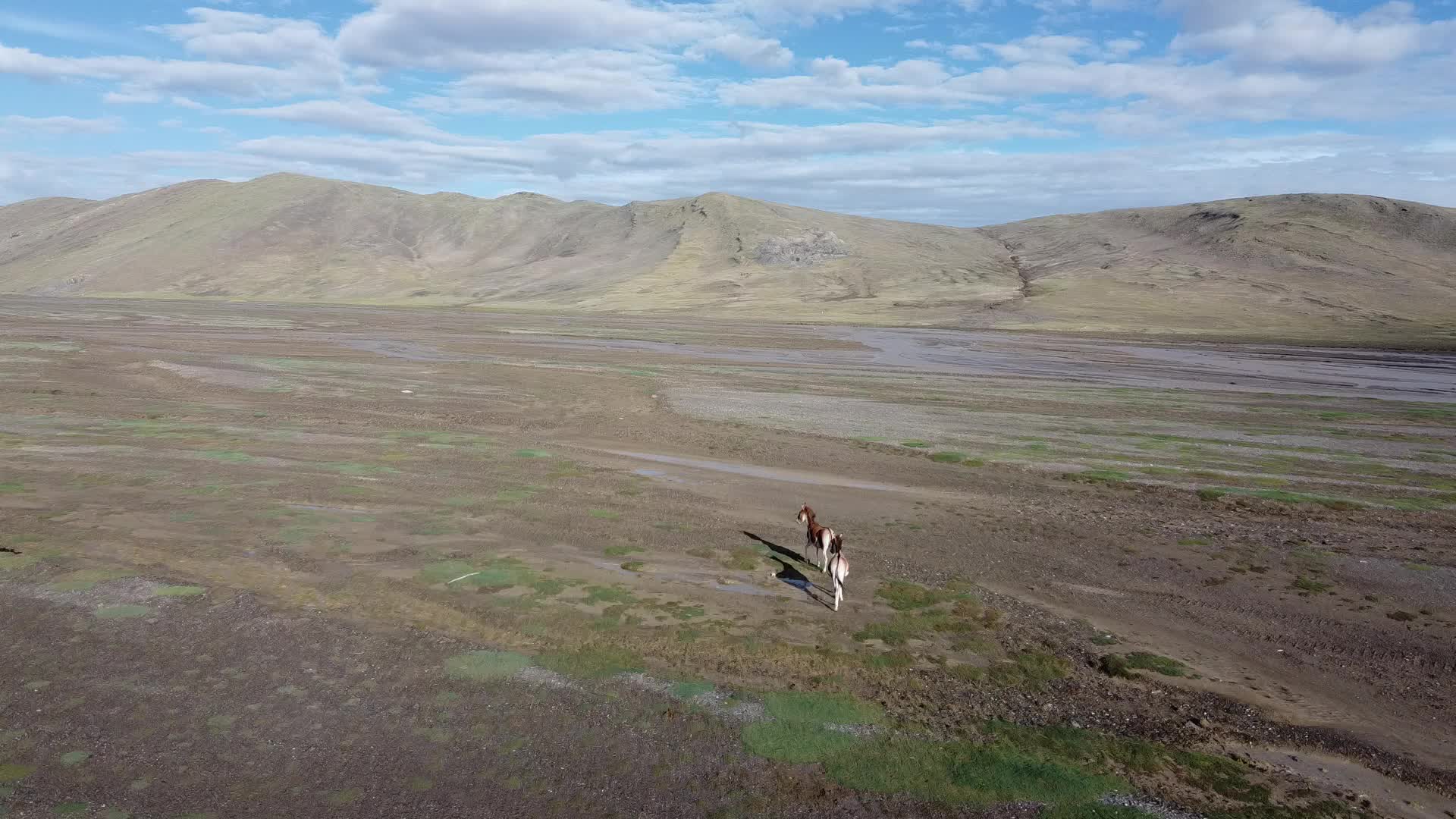航拍青海可可西里无人区神秘生物野驴视频的预览图