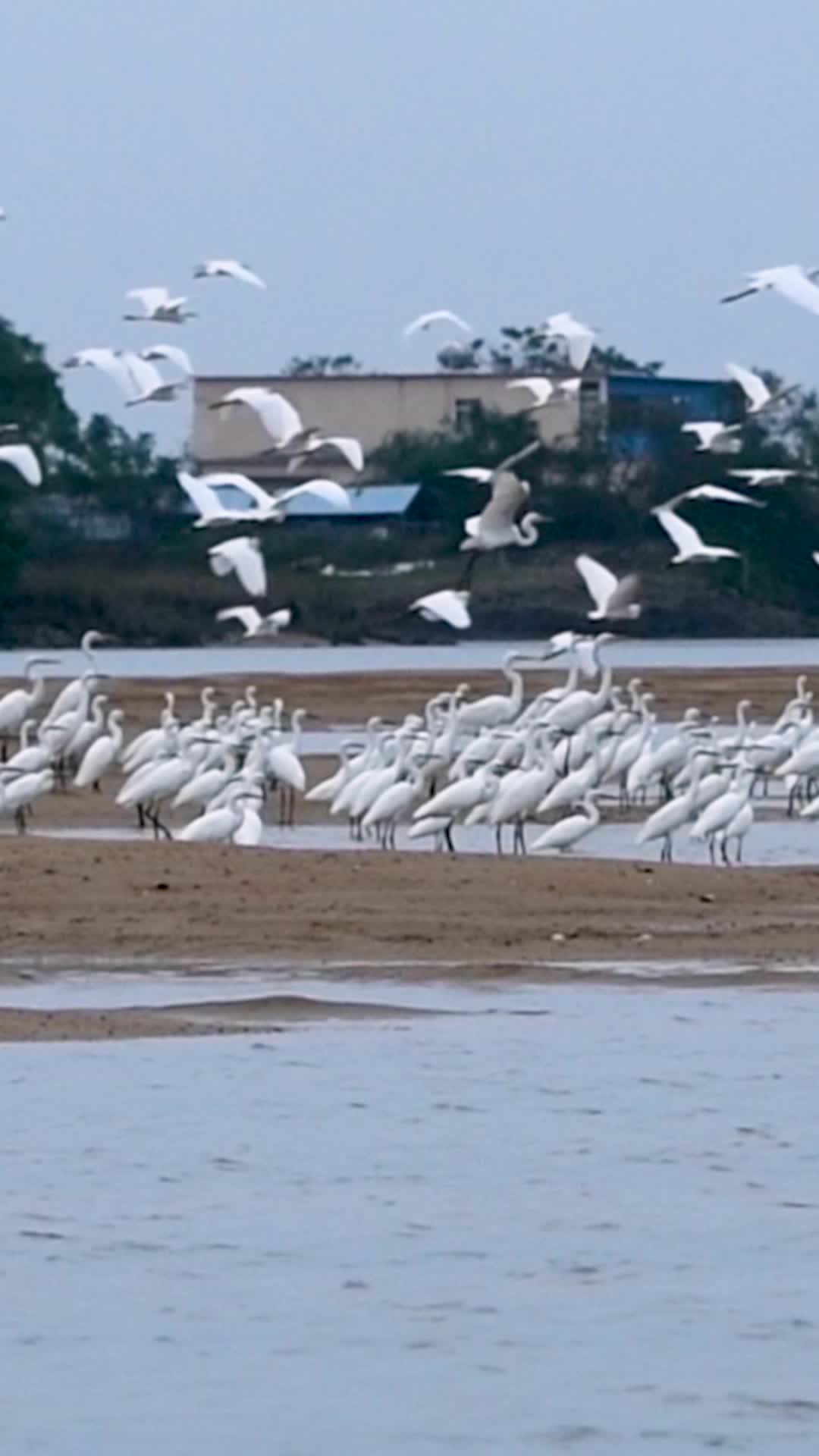 白鹭群起飞瞬间视频的预览图