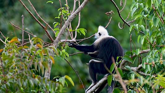 4K抓拍广西保护动物白头叶猴视频的预览图