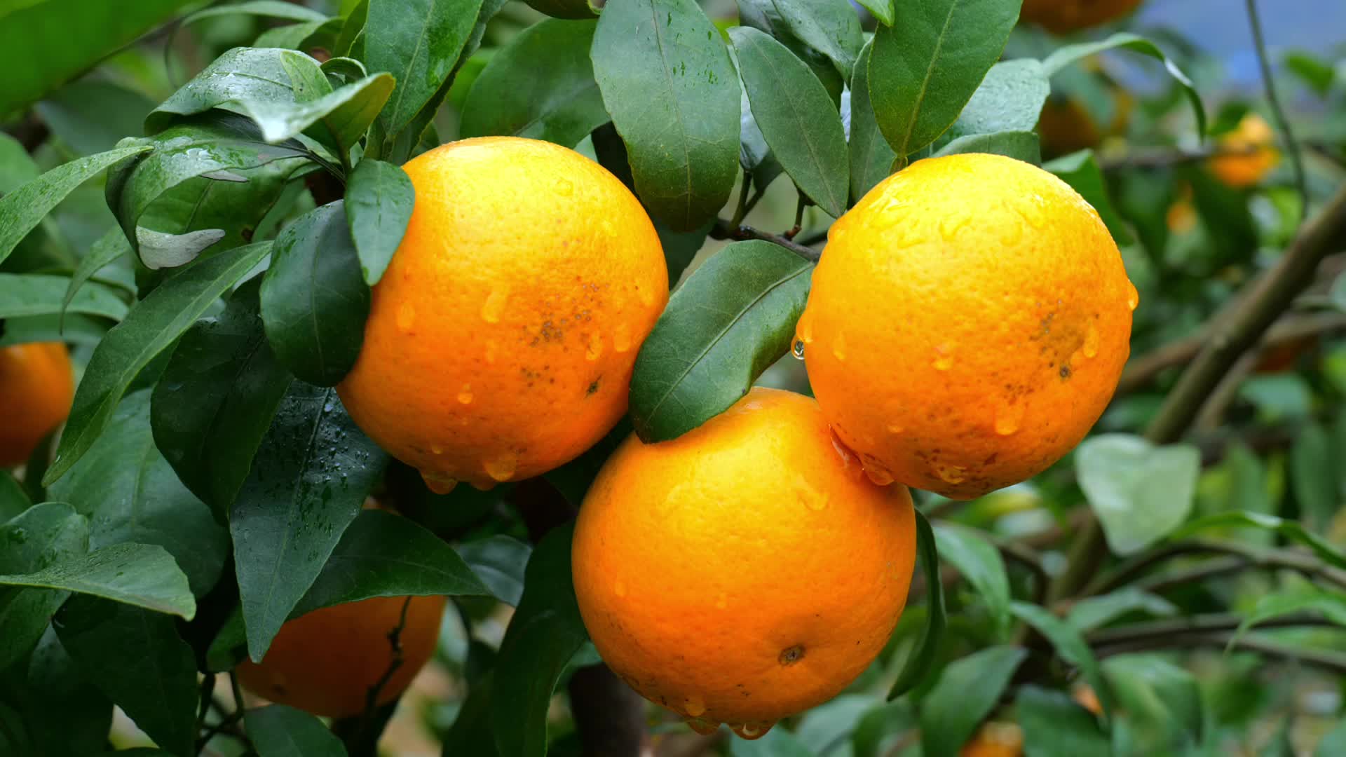 柑橘实拍视频的预览图