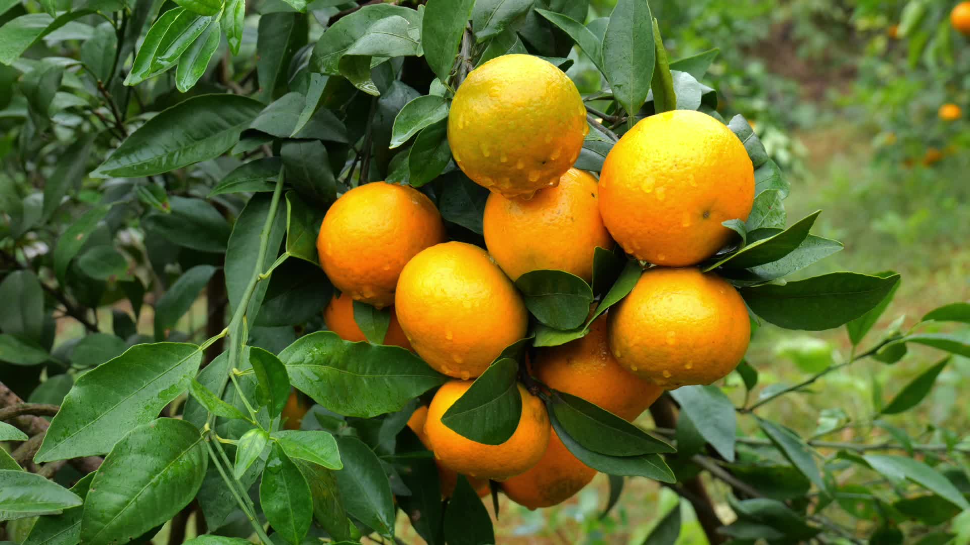 柑橘实拍视频的预览图