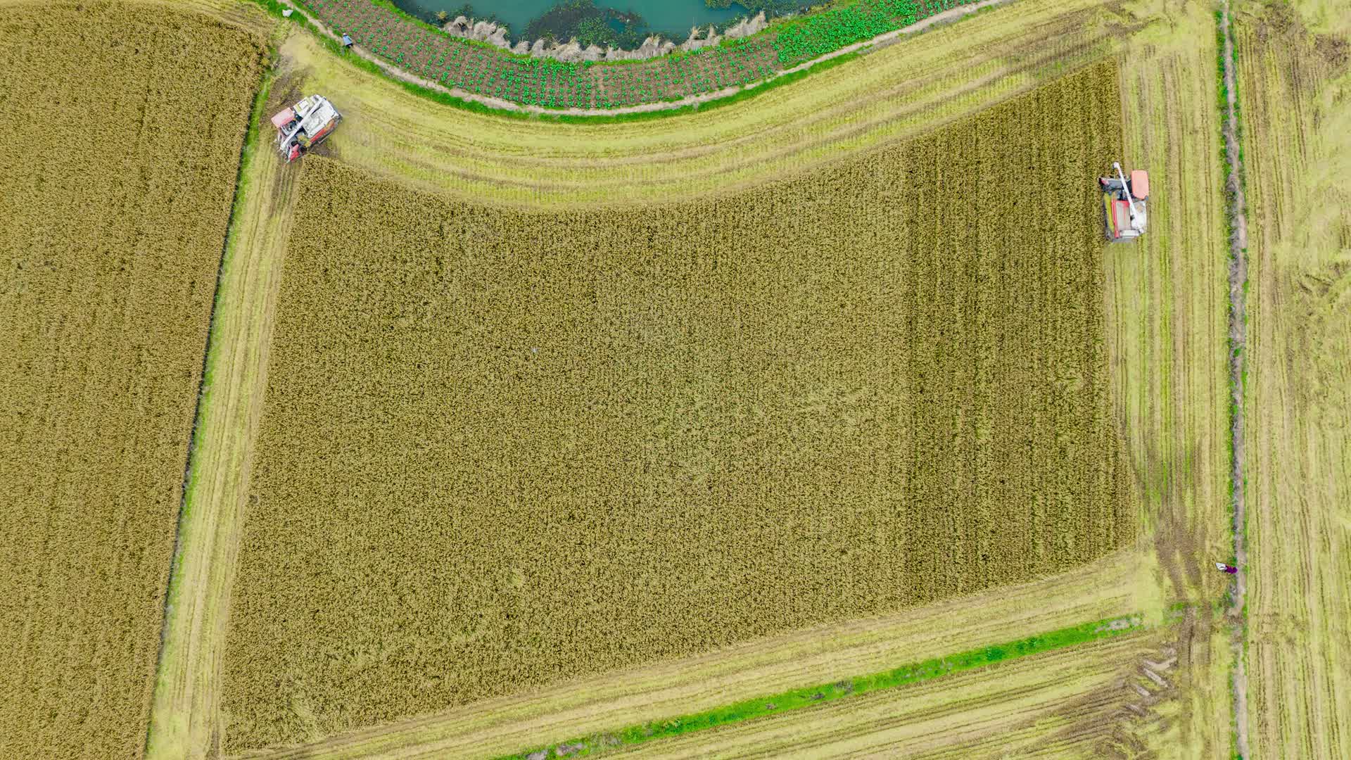 航拍乡村水稻小麦机械化收割延时视频的预览图