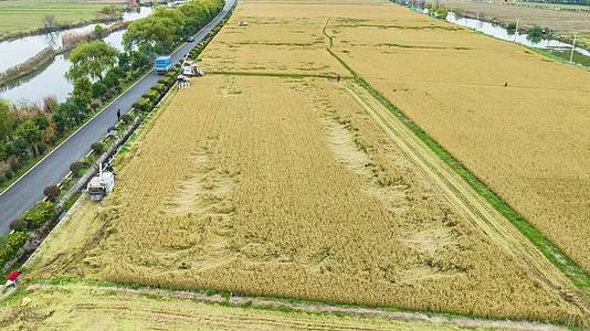 航拍乡村水稻小麦机械化收割延时视频的预览图