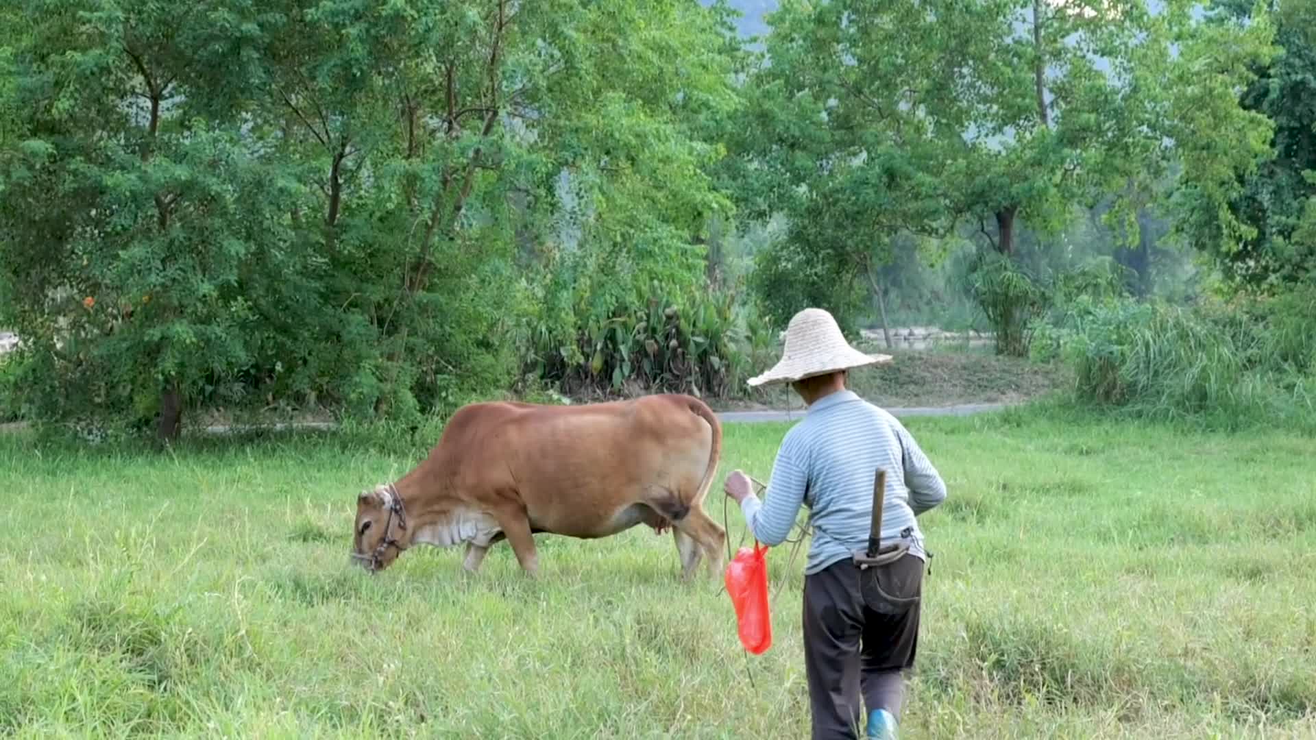 乡村牧牛日落而归视频的预览图