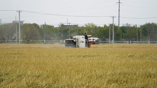 乡村水稻小麦农作物机械化收割视频的预览图