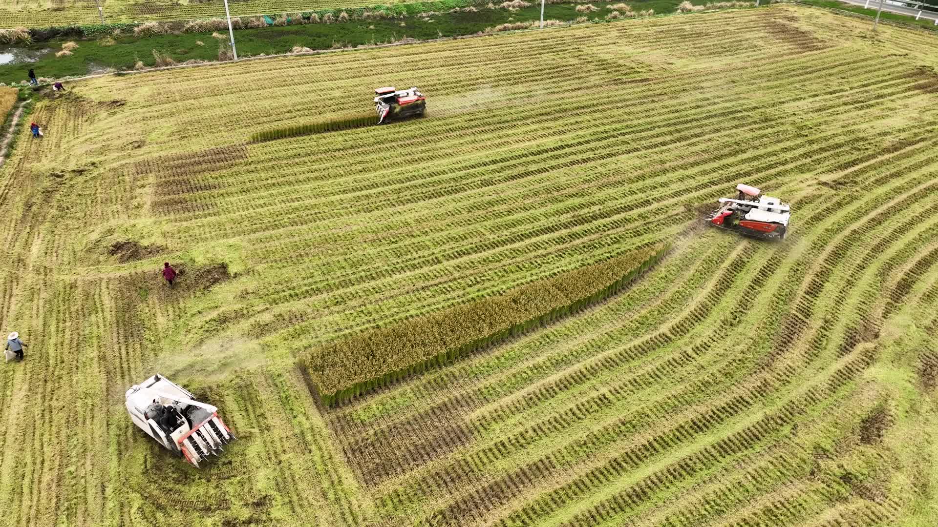 乡村水稻小麦农作物机械化收割视频的预览图