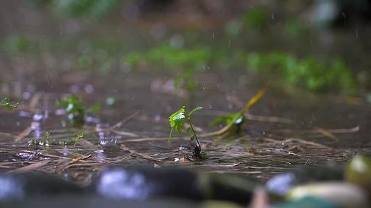 暴雨中微小植物的长镜头视频的预览图