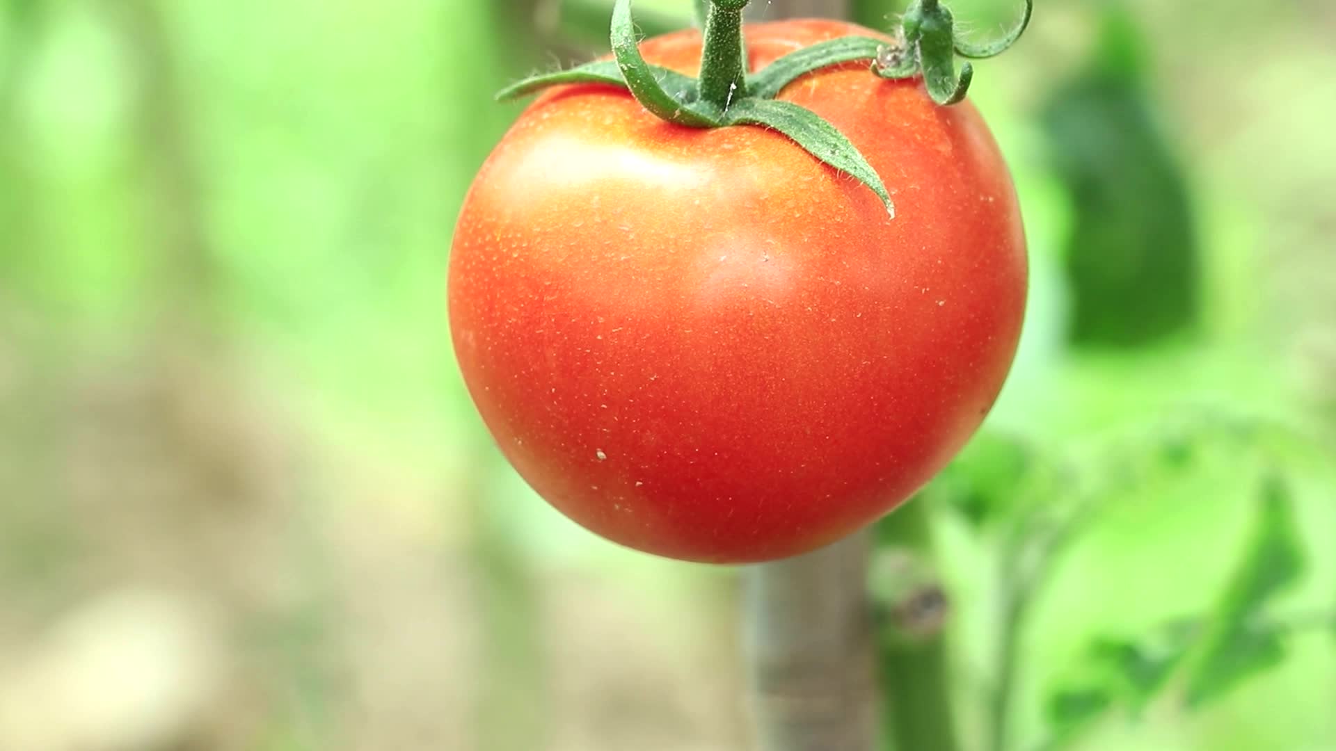 有机蔬菜西红柿高清视频视频的预览图